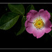 Wood Rose: The 121st Flower of Spring & Summer!