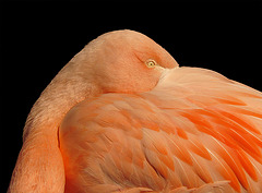 San Francisco Zoo: Snoozing Flamingo Keeping an Eye Open