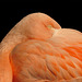San Francisco Zoo: Snoozing Flamingo Keeping an Eye Open