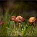 Mushroom Family on Safari