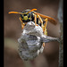 Paper Wasp Guarding Her Nest (2 more pics below)