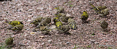 Seventeen Siskins having their Sunday lunch - or is it 18?
