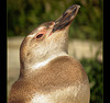 San Francisco Zoo: Sunbathing Penguin