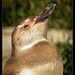 San Francisco Zoo: Sunbathing Penguin