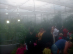 A visit to Artis (Amsterdam zoo): inside the butterfly house (camera fogged up)
