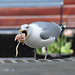 Seagull eating something indeterminable