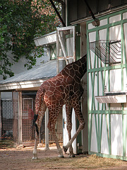 A visit to Artis (Amsterdam zoo): giraffe