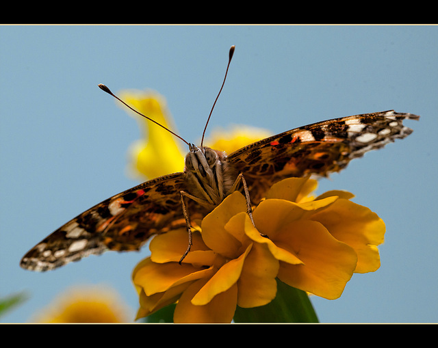 "I Salute You!!" Painted Lady From Below