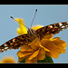 "I Salute You!!" Painted Lady From Below