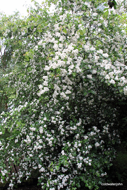 Hawthorn hedge in bloom
