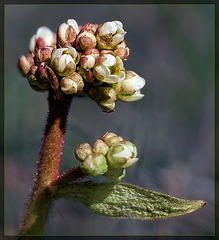 Northwestern Saxifrage: The Eighth Flower of Spring!