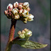 Northwestern Saxifrage: The Eighth Flower of Spring!