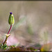 Redstem Storksbill: The Seventh Flower of Spring!