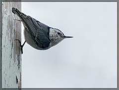 Nutty Nuthatch on the Wall!