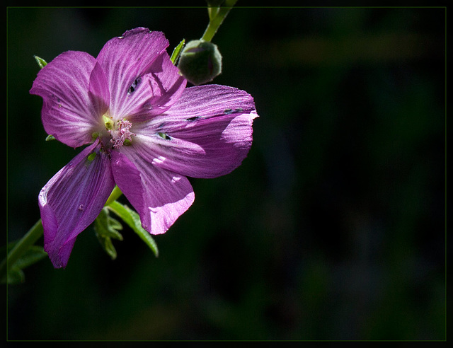 Dwarf Checkerbloom: The 122th Flower of Spring & Summer!