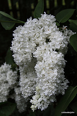 White lilac in bloom