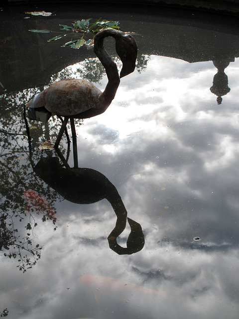 Flamingo - Victoria Embankment Gardens