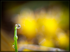 Moss Refracted in Tiny Droplet