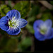Birdseye Speedwell: The 10th Flower of Spring!