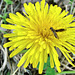 Insects on dandelion