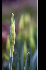 Daffodil Buds: The Sixth Flower of Spring!