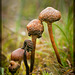 Mushroom Senior Citizens