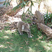 koala at Sandy Point