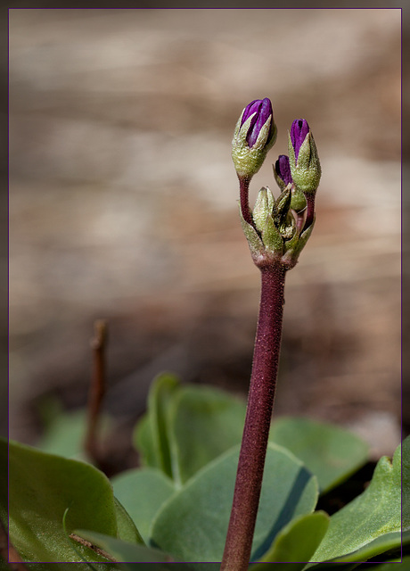 Henderson Shooting Star: The Fifth Flower of Spring!