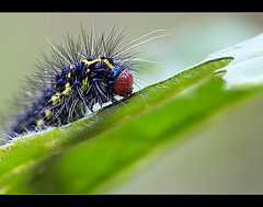 Portrait of a Fancy-Haired Caterpillar