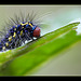 Portrait of a Fancy-Haired Caterpillar