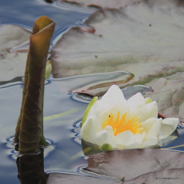 It's water-lily flowering time again - already?