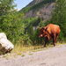 Holiday 2009 – Cow on the road