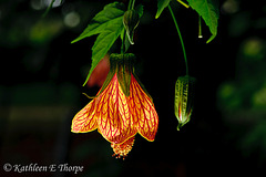 Flowering Maple Abutilon Striaterm Malvacese 052213