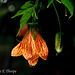 Flowering Maple Abutilon Striaterm Malvacese 052213