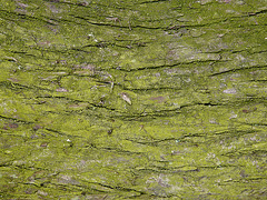 Moss on Tree Texture