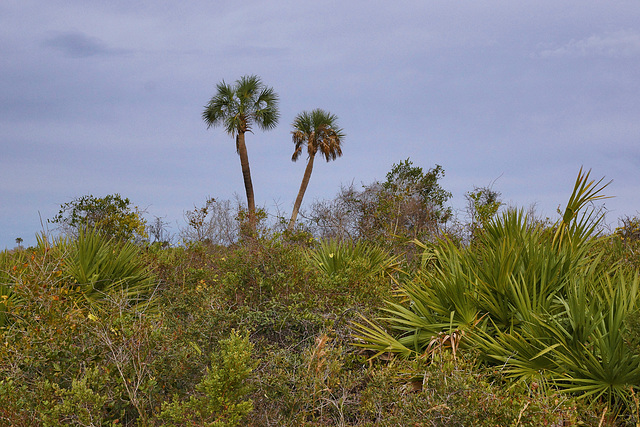 Two’s Company … Trees a Crowd – Merritt Island, Florida