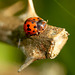 24-spot Ladybird