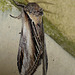 Swallow Prominent -Side