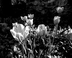 Tulips in B&W