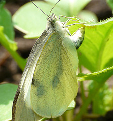 Large White Butterfly -Female