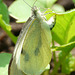 Large White Butterfly -Female