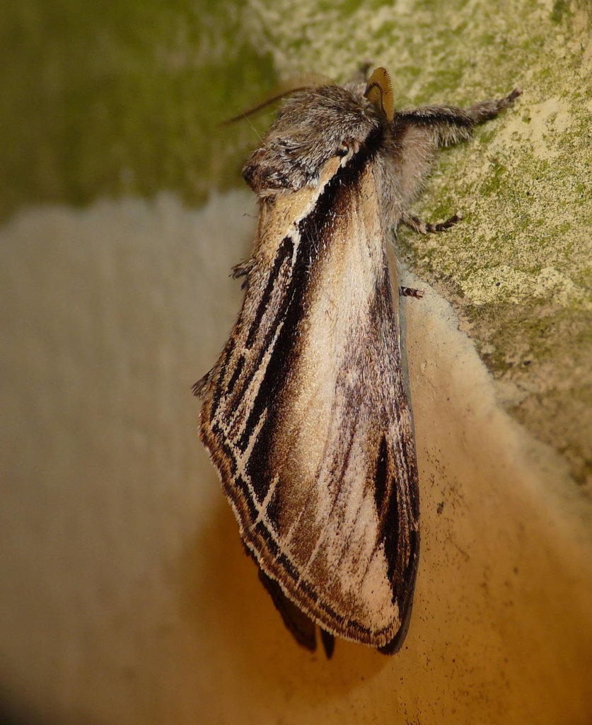 Swallow Prominent -Side 2