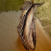 Swallow Prominent -Side 2
