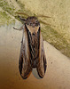 Swallow Prominent -Top