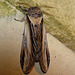 Swallow Prominent -Top