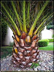 Perfectly Groomed Palm Tree