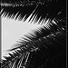 Palm Fronds in Silhouette