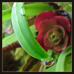 Happy Accident: My First Water Droplet Refraction