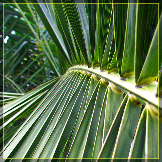 Graceful Palm Frond