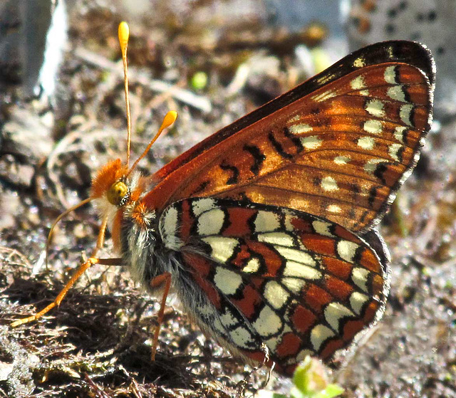 Checkerspot Butterfly Drinking Water